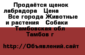 Продаётся щенок лабрадора › Цена ­ 30 000 - Все города Животные и растения » Собаки   . Тамбовская обл.,Тамбов г.